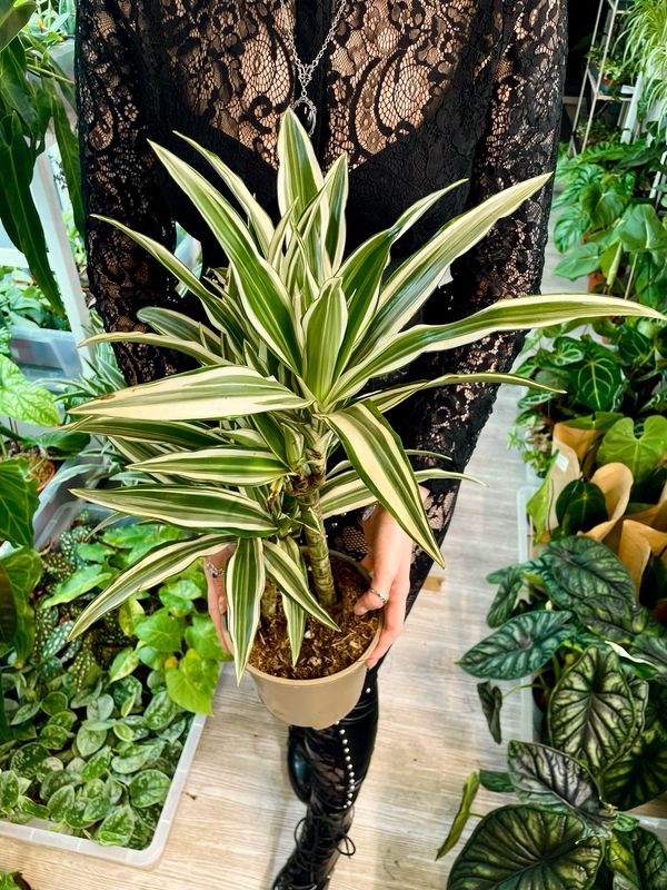 Dracaena fragrans White stripe (Drvo života) fi17