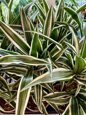 Dracaena fragrans White stripe (Drvo života) fi17