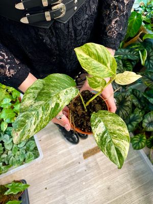 Monstera Lechleriana Variegata fi10,5