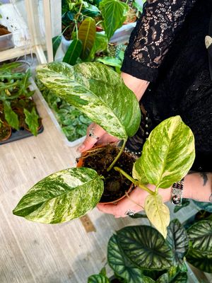 Monstera Lechleriana Variegata fi10,5