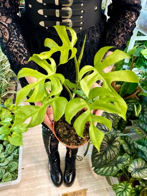 Rhaphidophora tetrasperma Goldrush fi12