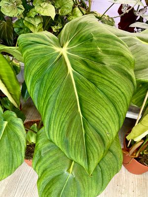 Philodendron McDowel fi15