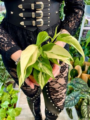 Philodendron Rio fi10,5