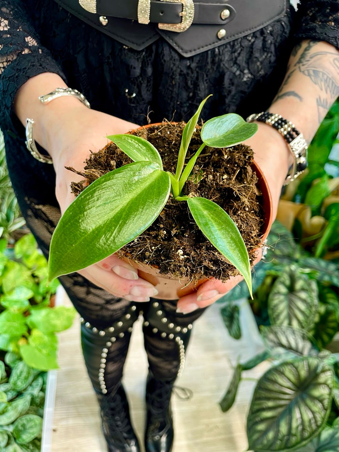 Philodendron Spiritus Sancti fi8