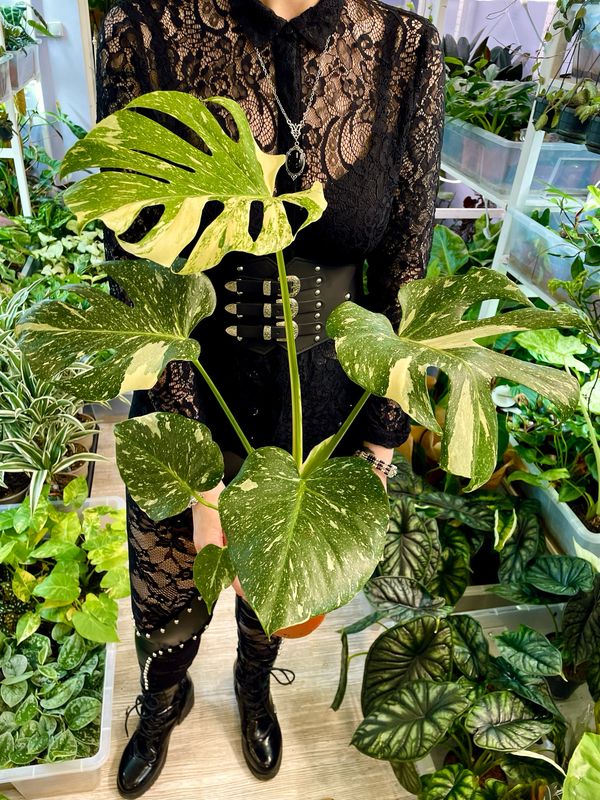 Monstera Thai Constellation fi17