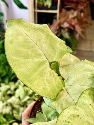 Syngonium Holly fi12