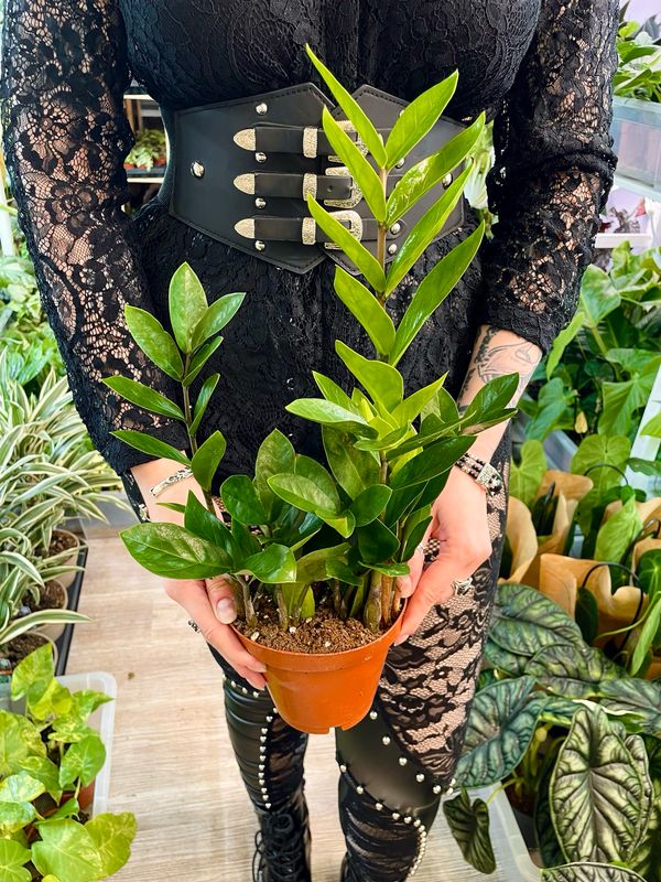 Zamioculcas zamiifolia Zamija (ZZ plant) fi12