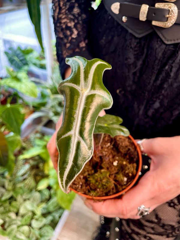Alocasia Nobilis fi10,5