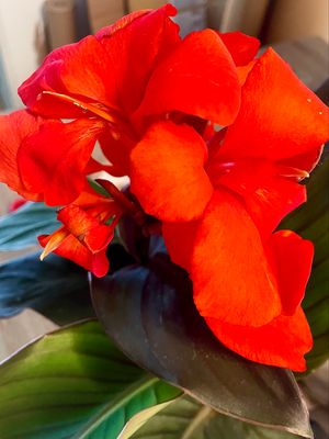 Canna pacific beauty/atlantic beauty KANA fi14
