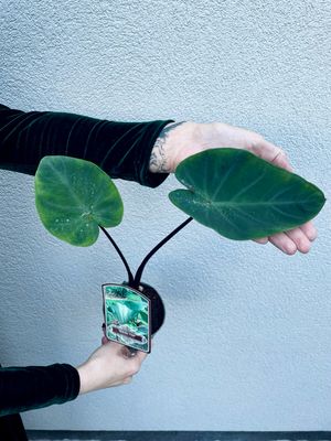 Colocasia &#39;Bikini Tini&#39; fi13