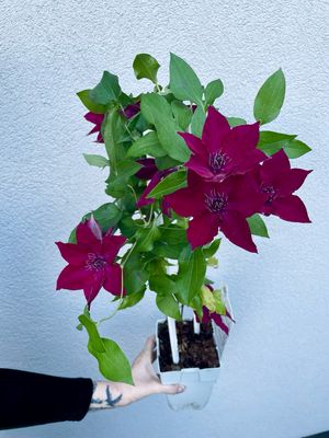 Clematis Nubia fi15