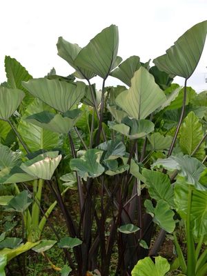 Colocasia &#39;Bikini Tini&#39; fi13