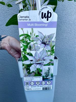 Clematis Samaritan Jo fi15
