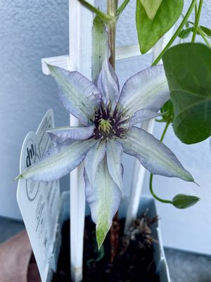Clematis Samaritan Jo fi15