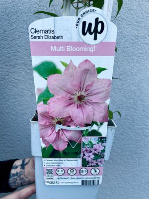 Clematis Sarah Elizabeth fi15