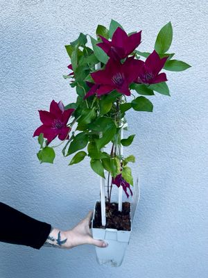 Clematis Nubia fi15