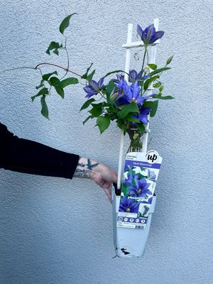 Clematis Olympia fi15