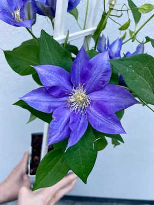 Clematis Olympia fi15