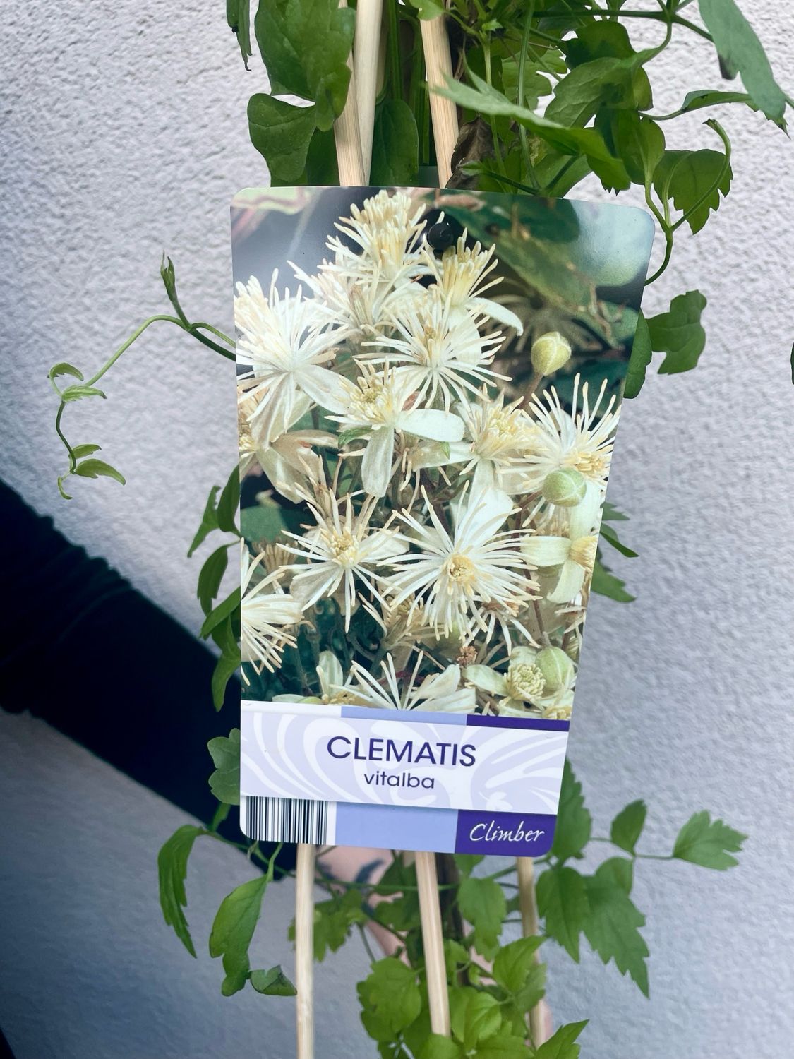 Clematis Vitalba fi17