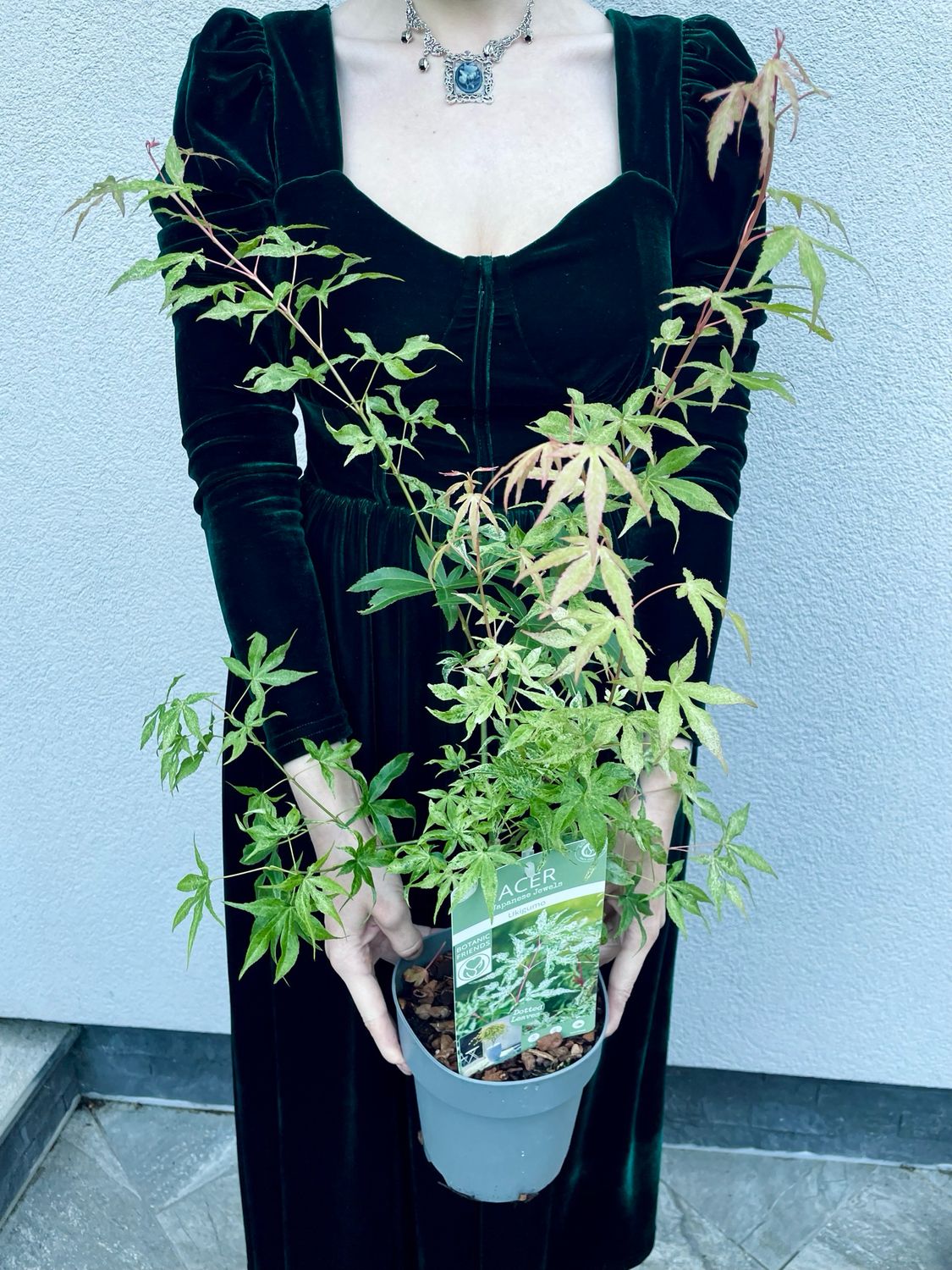 Acer palmatum ukigumo fi15