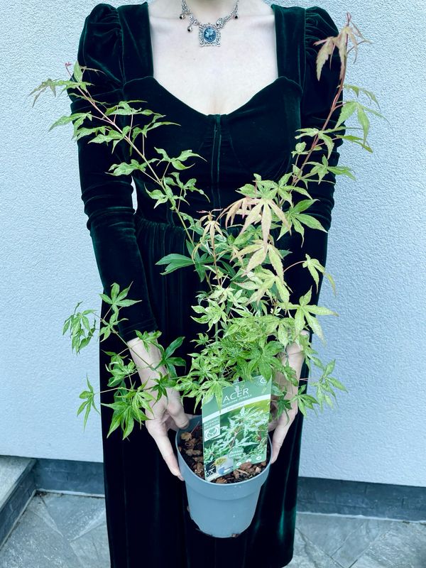 Acer palmatum ukigumo fi15