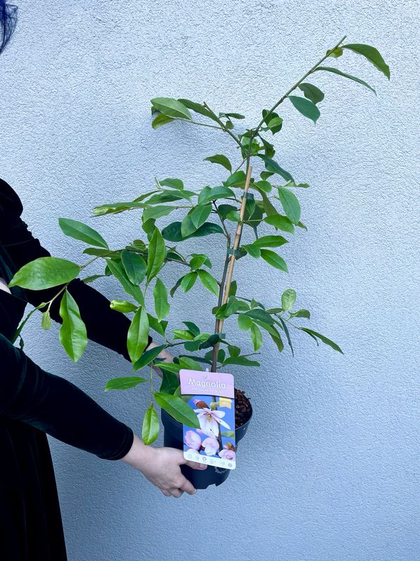 Magnolia Fairy Blush (Mirisna zimzelena Magnolia) fi19