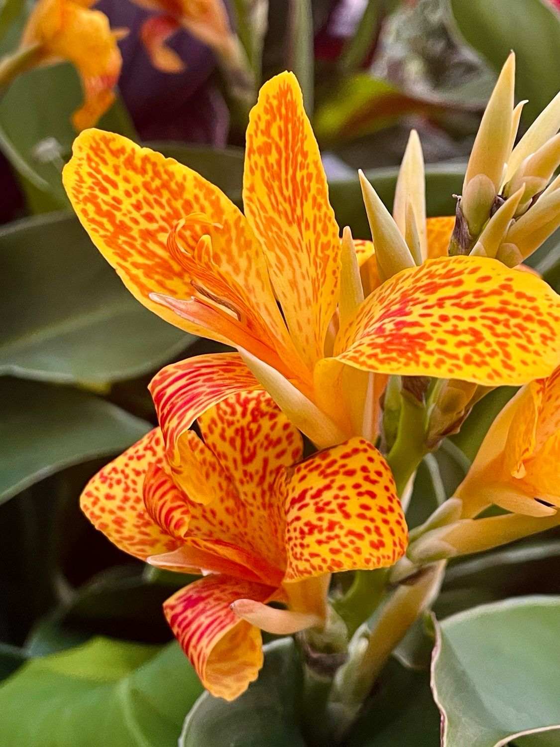 Canna tenerife Kana fi17