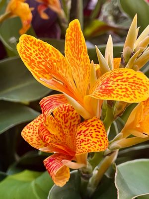 Canna tenerife Kana fi17