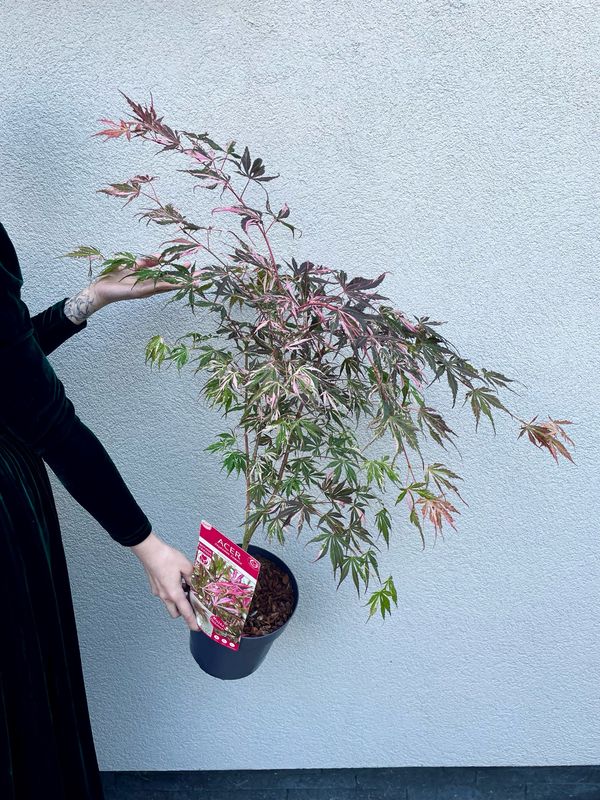 Acer palmatum extravaganza fi19