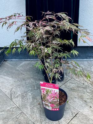 Acer palmatum extravaganza fi19
