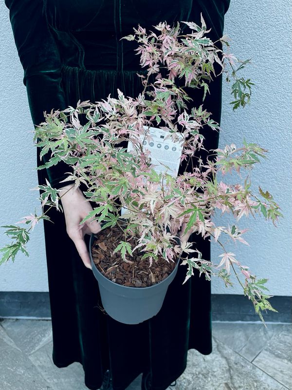 Acer palmatum Taylor fi19