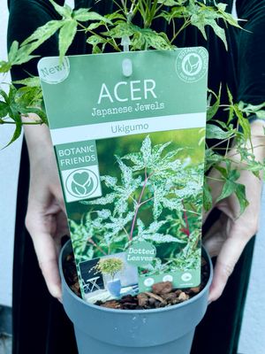 Acer palmatum ukigumo fi15