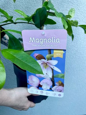 Magnolia Fairy Blush (Mirisna zimzelena Magnolia) fi19