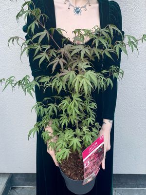 Acer palmatum shirazz fi19