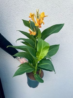 Canna tenerife Kana fi17