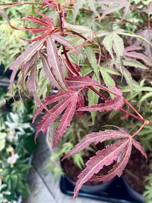Acer palmatum shirazz fi19