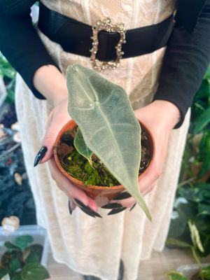Alocasia Longiloba Silver fi10,5