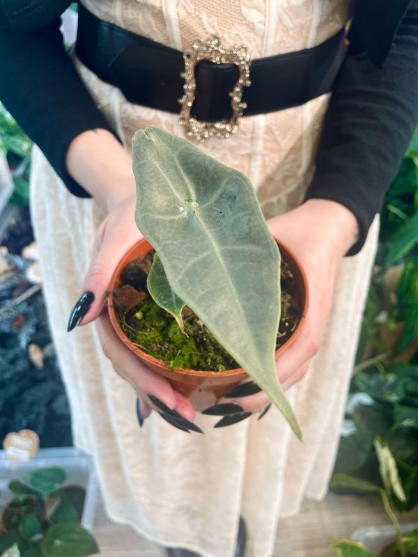 Alocasia Longiloba Silver fi10,5