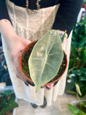 Alocasia Longiloba Silver fi10,5