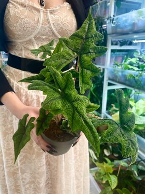 Alocasia tandurusa Jacklyn fi14