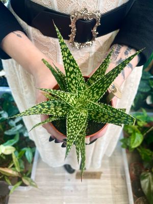 Aloe mix sukulent fi9