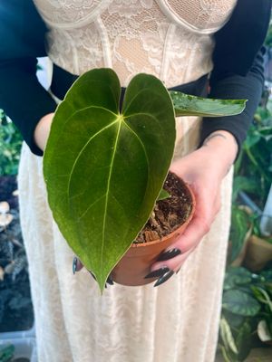 Anthurium Papillilaminim
