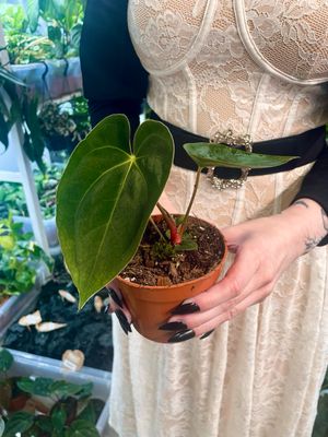 Anthurium Papillilaminim