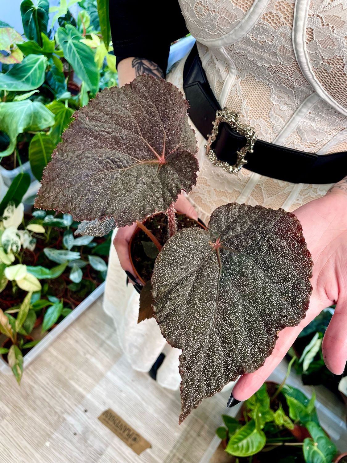 Begonia Taconite fi10,5