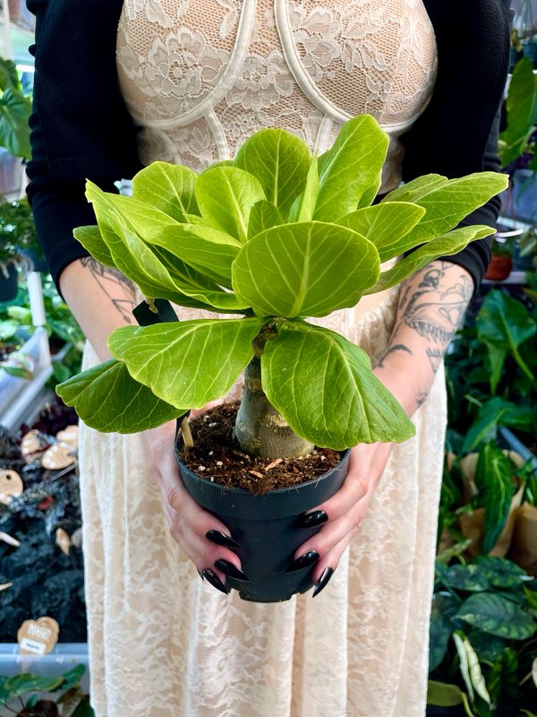 Birghamia Insignis (Hawaiian Palm)
