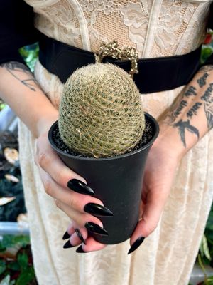 Cactus Mamillaria Lenta XL kakus fi10