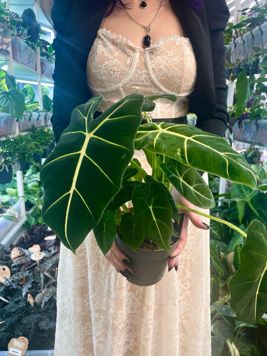 Alocasia Micholitziana Green Velvet (Frydek) fi14