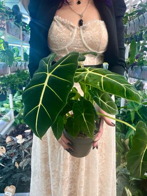 Alocasia Micholitziana Green Velvet (Frydek) fi14