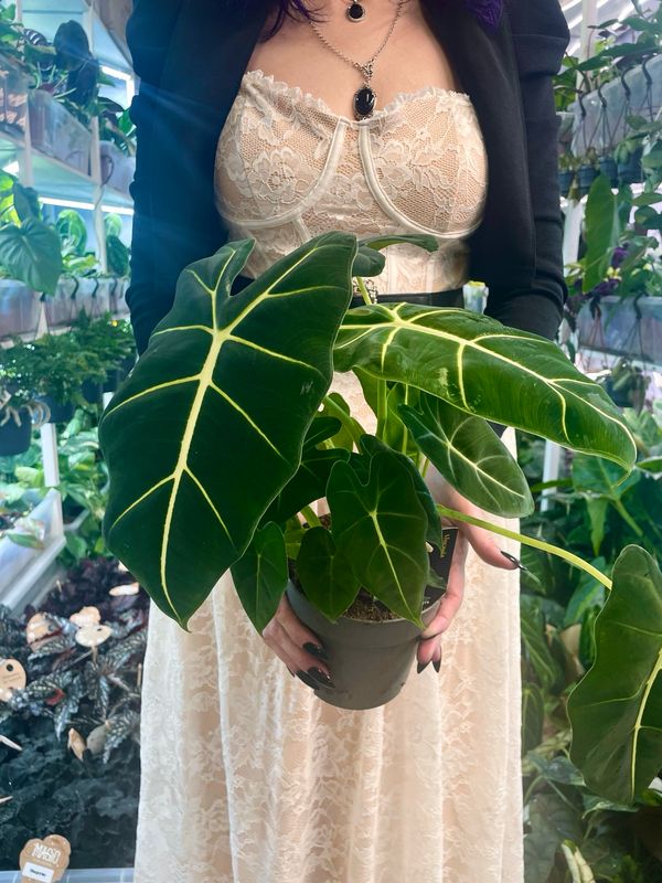 Alocasia Micholitziana Green Velvet (Frydek) fi14