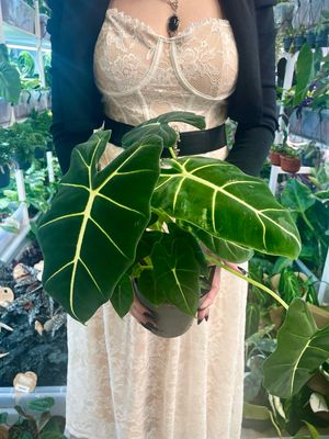 Alocasia Micholitziana Green Velvet (Frydek) fi14